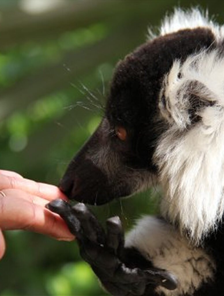 Animal-Encounters-banner