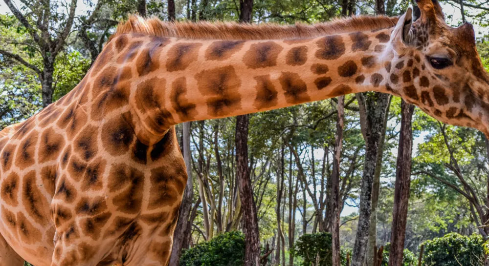 Giraffe-Centre-DD