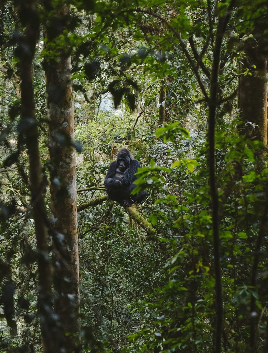 Gorilla-Forest-Lodge-1