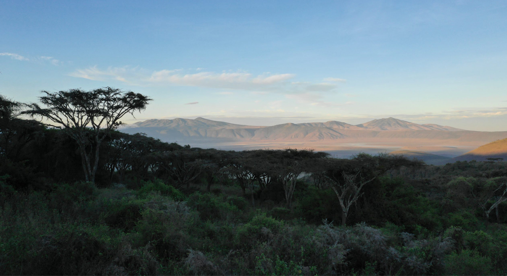 Lion’s-Paw-activity