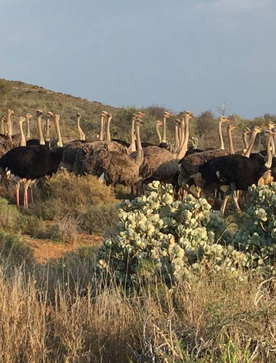 Mooiplaas-Guest-House-A