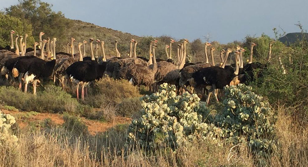 Mooiplaas-Guest-House-CC