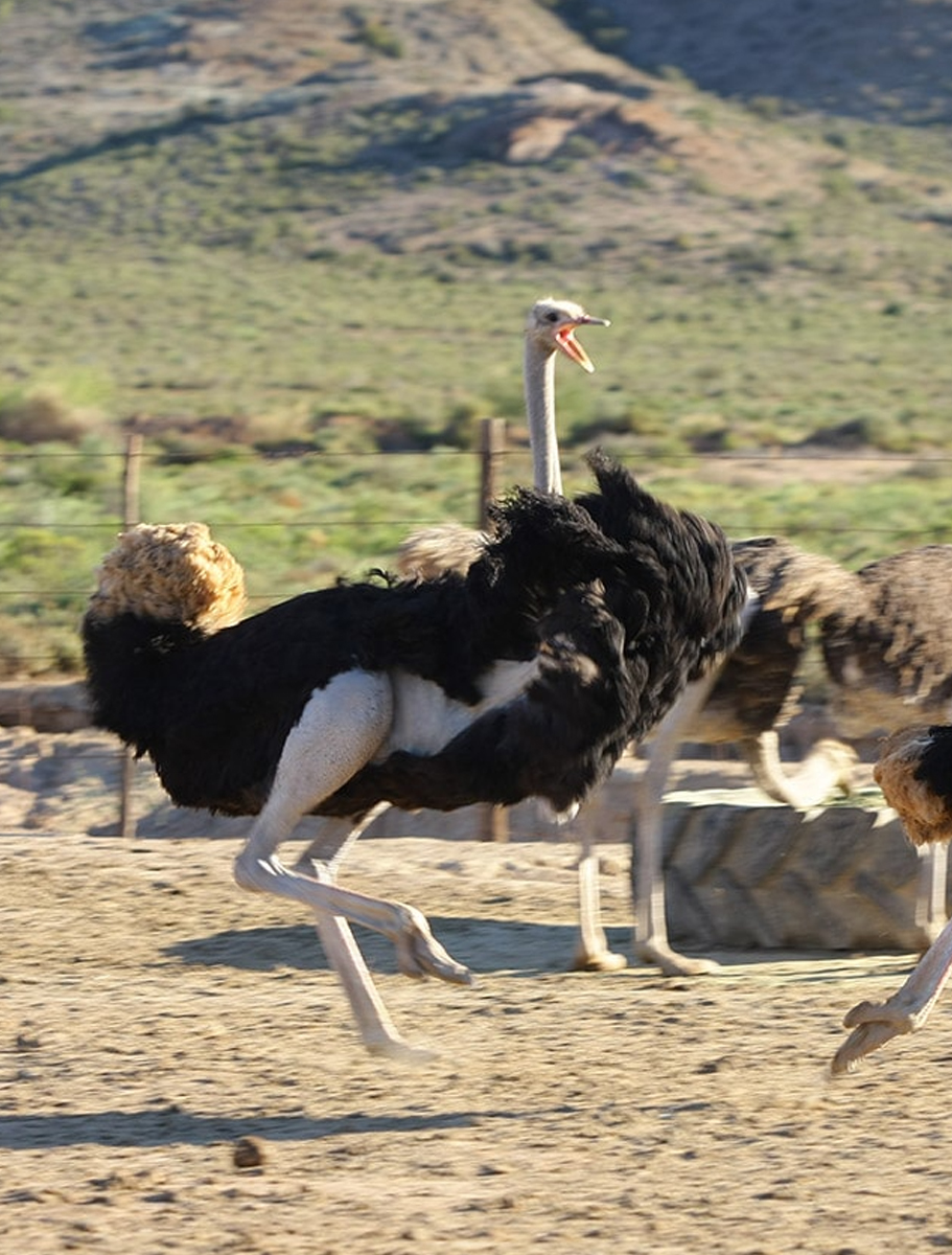 Ostrich-Farm-B