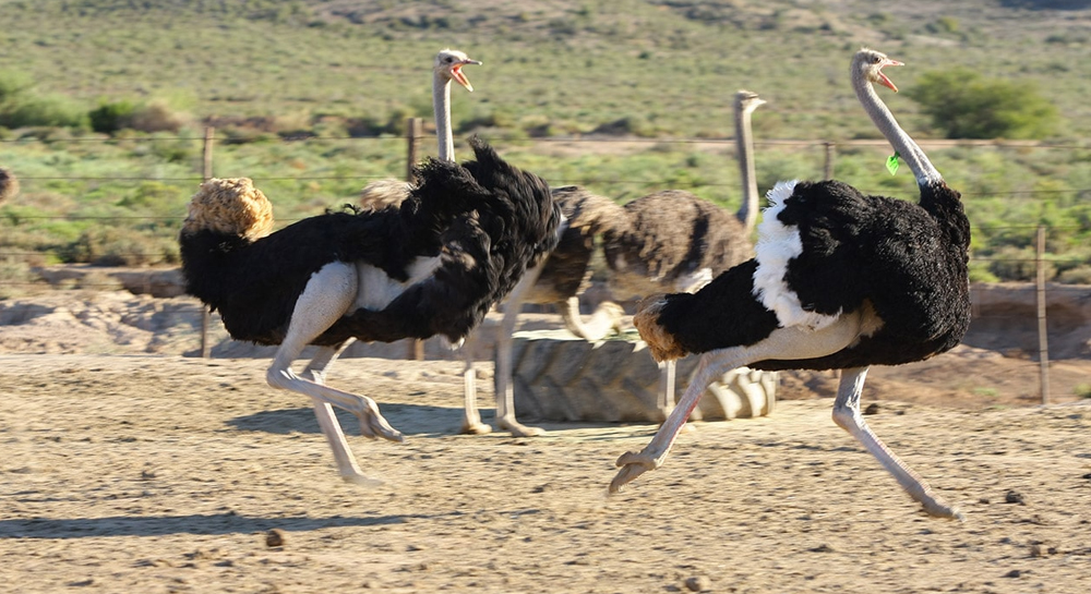Ostrich-Farm-BB