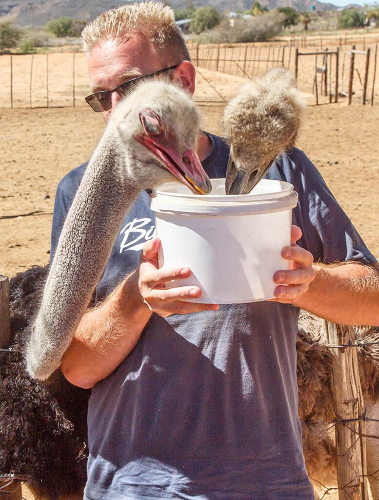 Ostrich-Farm-C