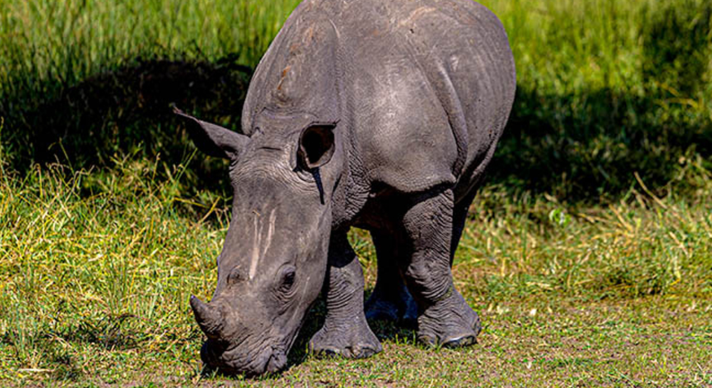 Rhino-Wildlife-Ranch-A