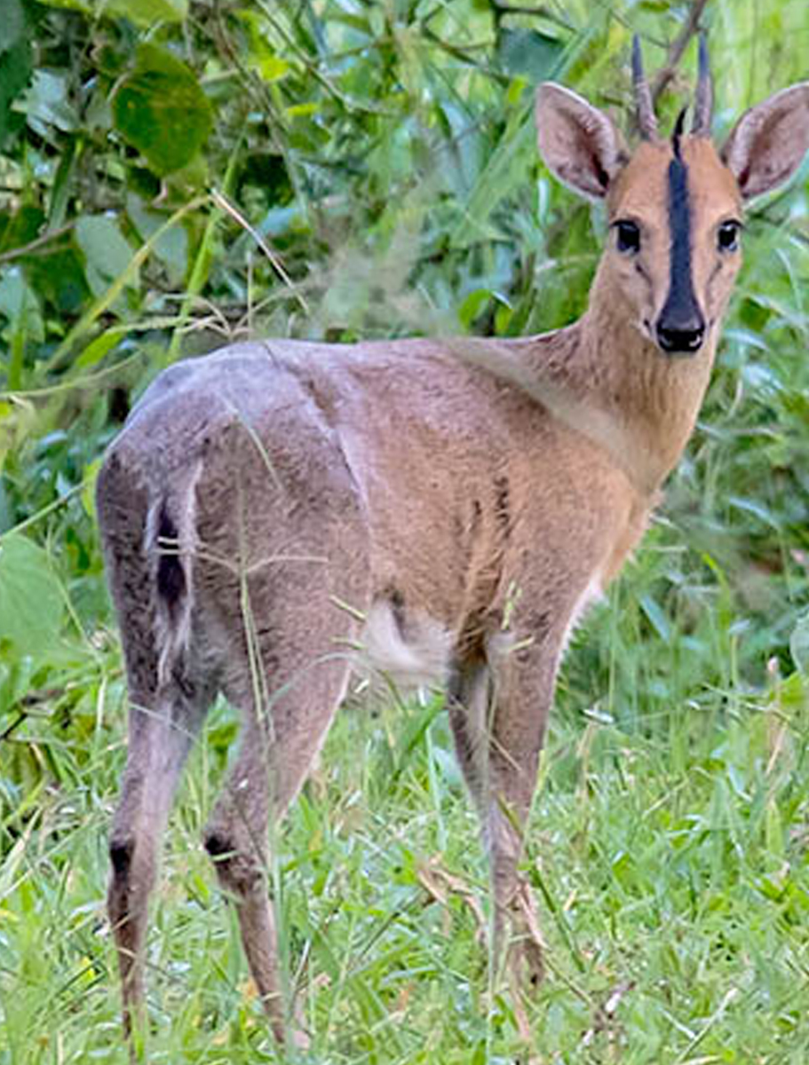 Rhino-Wildlife-Ranch-DD