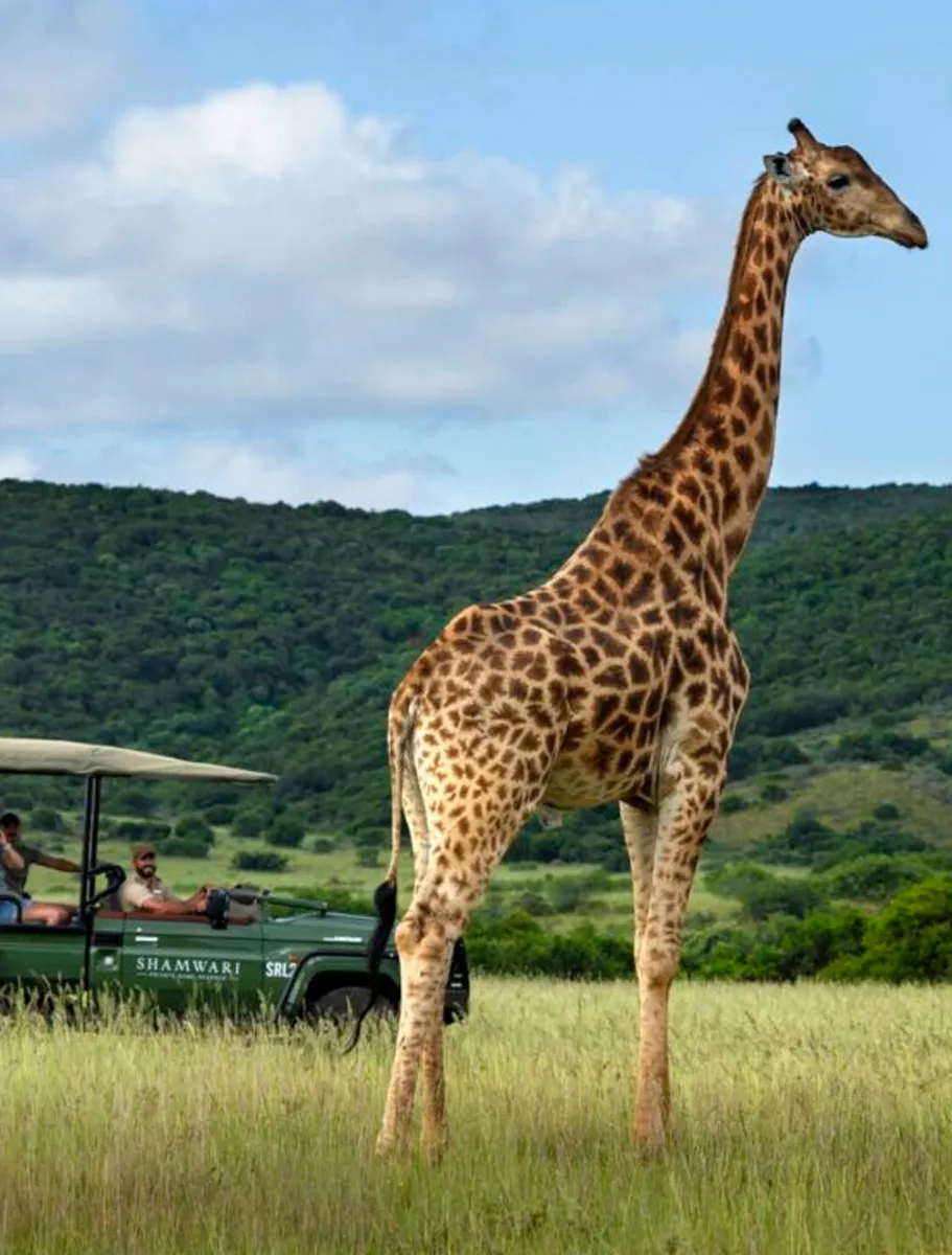 Shamwari-Game-Reserve-3
