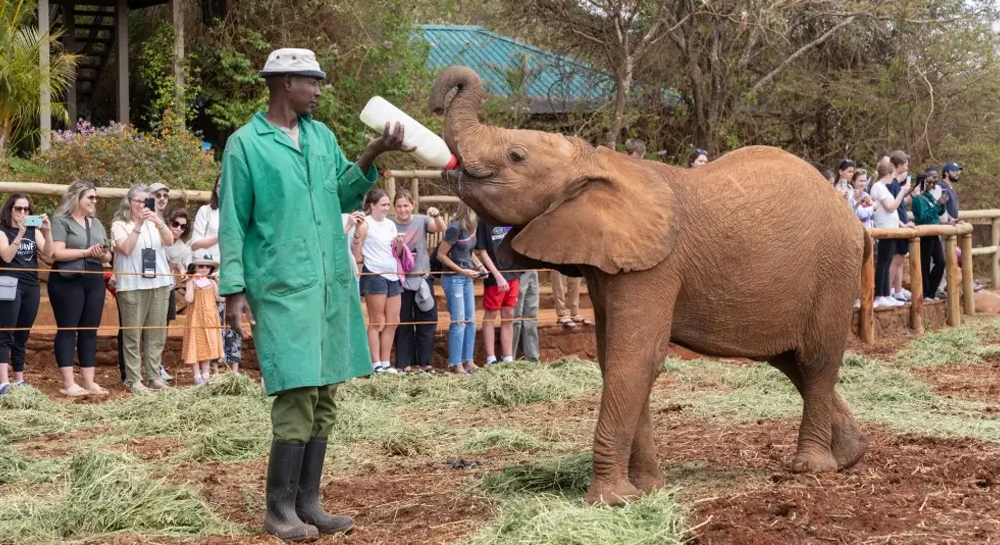 Sheldrick-Elephant-Orphanage-AA