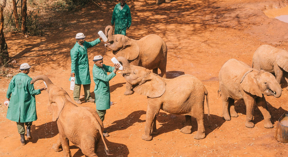 Sheldrick-Elephant-Orphanage-dd