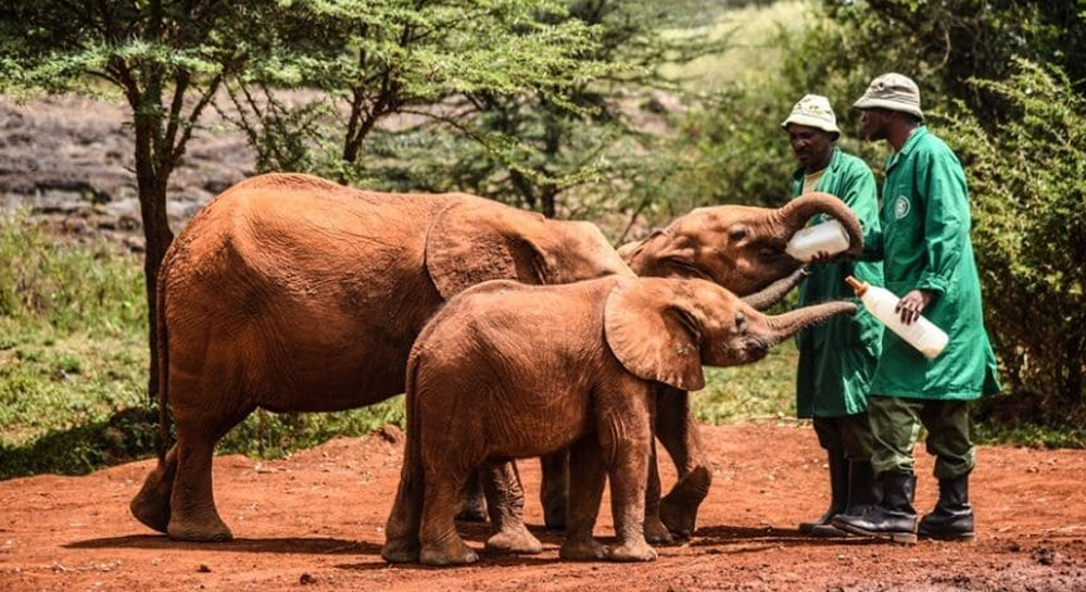 Sheldrick-Elephant-Orphanage_BB