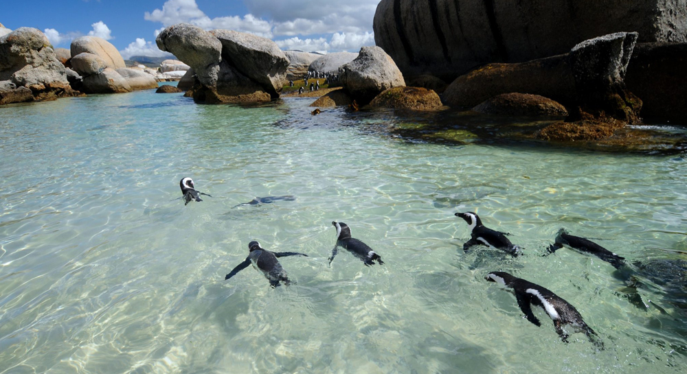 Swimming-with-African-Penguins