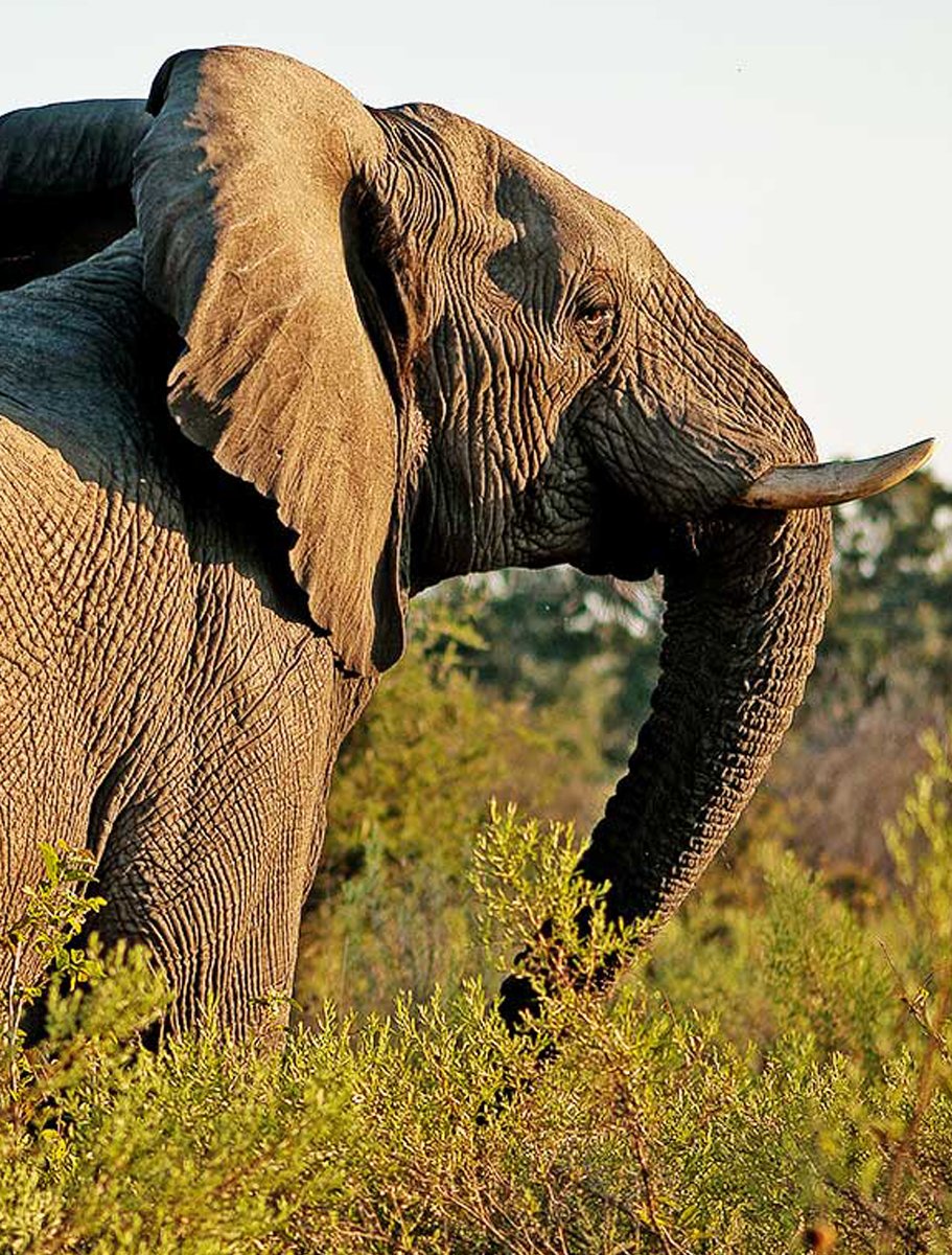 Tarangire-Treetops-3