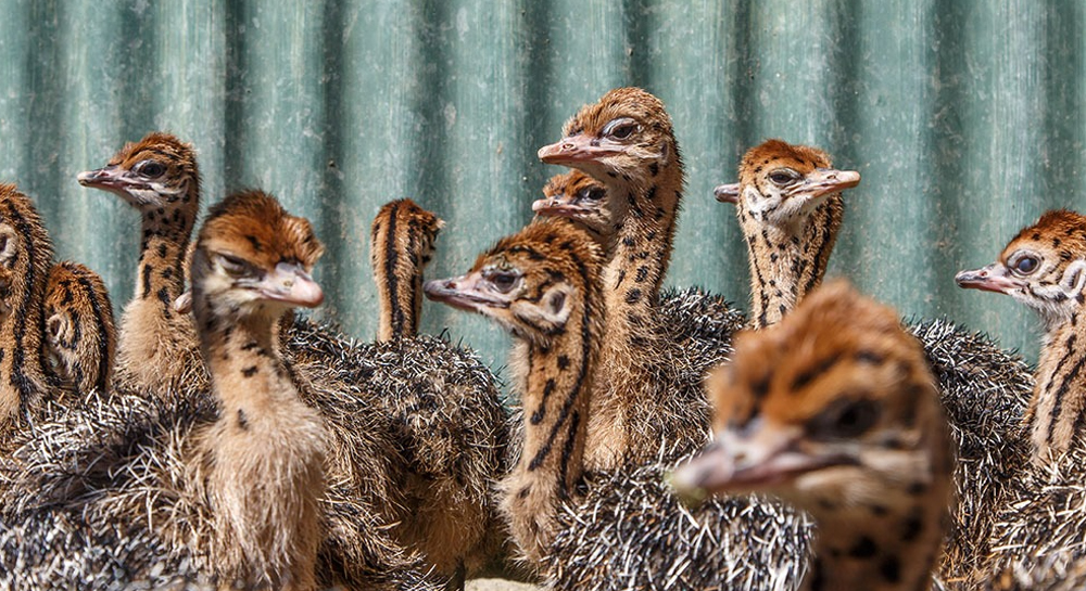 africaluxurycollection-small