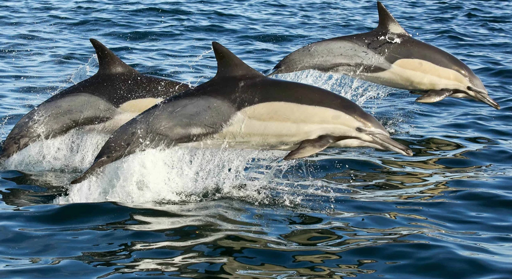 birkenhead-house-experence