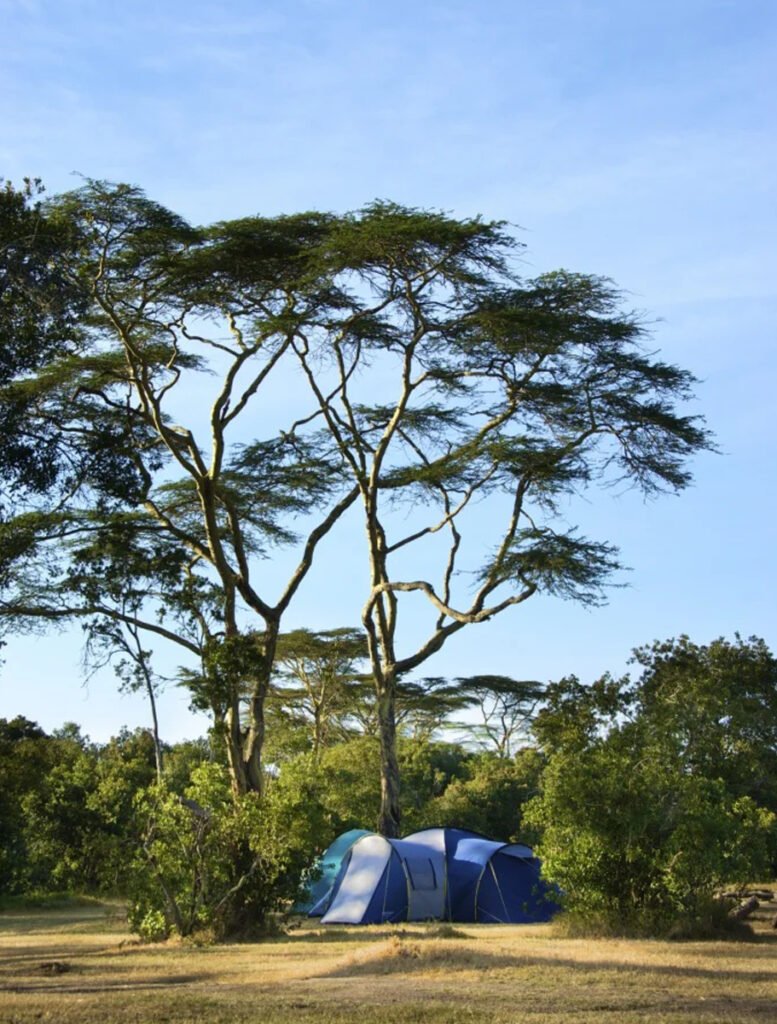 ol-pejeta-b