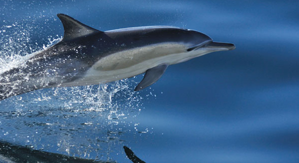 southernrightcharters-A-Whale waching