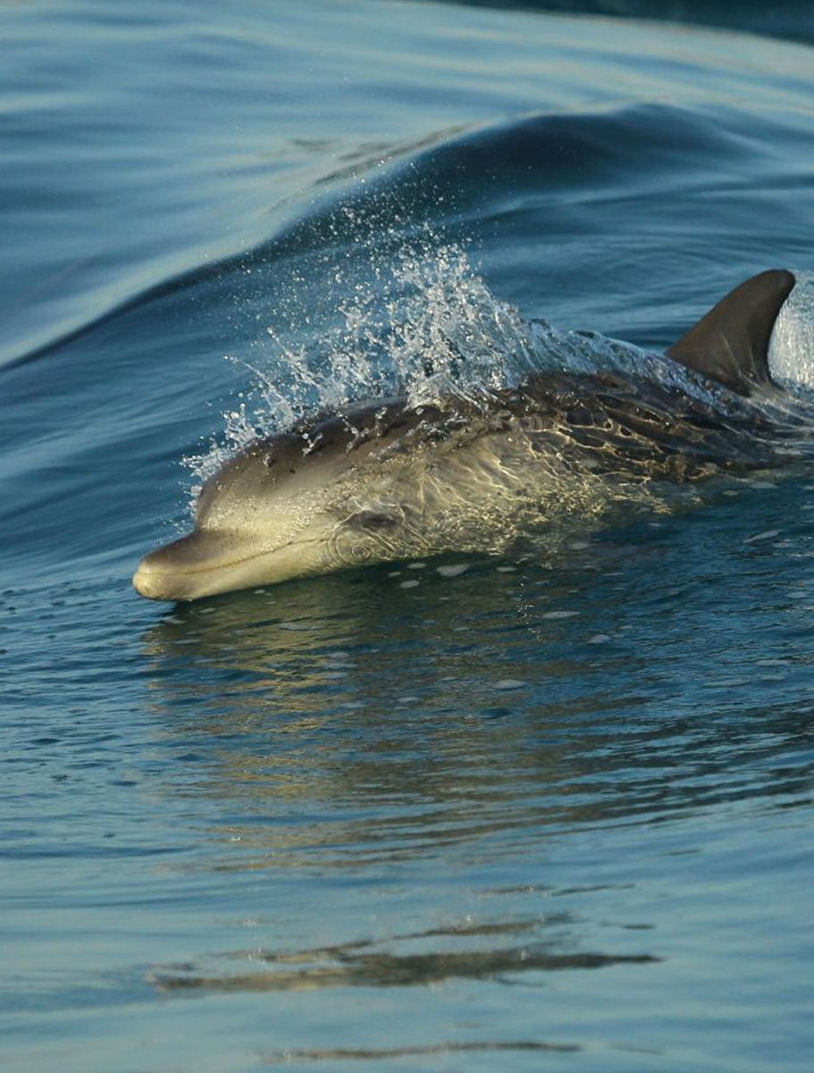 southernrightcharters-A