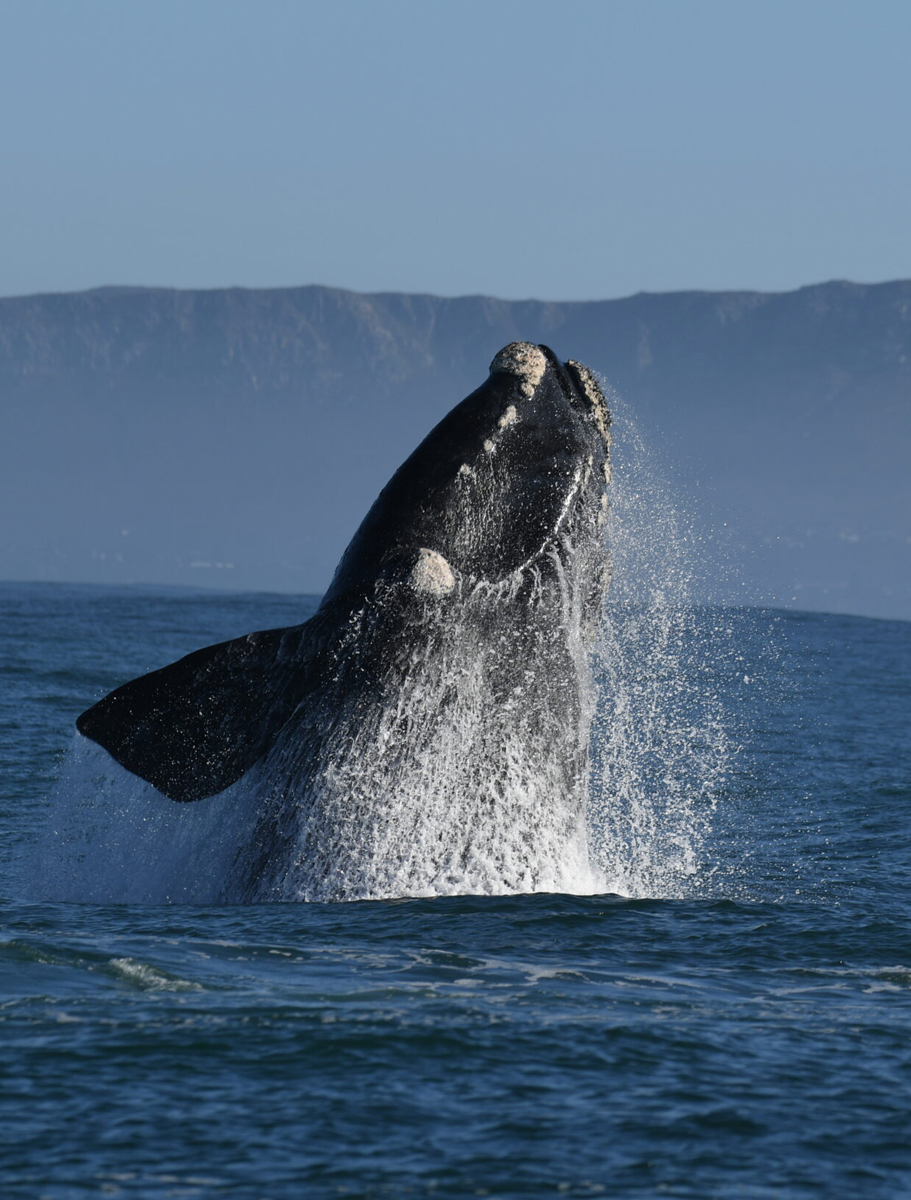 southernrightcharters-C