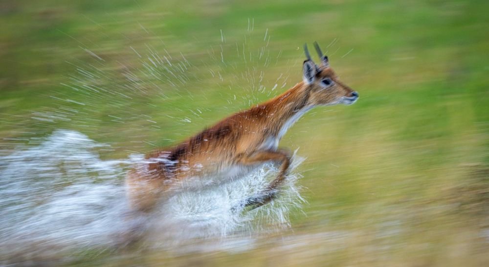 jacana camp game drive